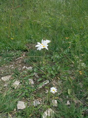 Tanacetum corymbosum