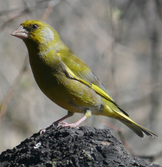 Chloris chloris