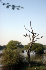 Anhinga melanogaster
