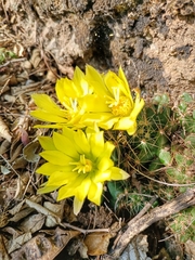 Mammillaria sphaerica