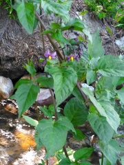Solanum dulcamara