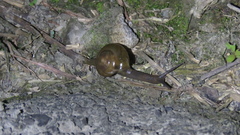 Macrochlamys hippocastaneum