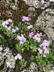 Primula mistassinica