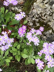 Primula mistassinica