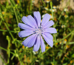 Cichorium intybus