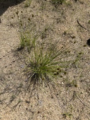 Carex athrostachya