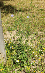 Cichorium intybus