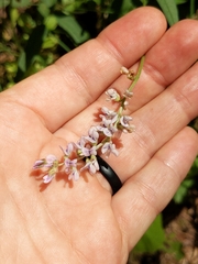 Desmodium sessilifolium