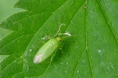 Orthotylus flavinervis
