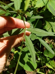 Desmodium sessilifolium