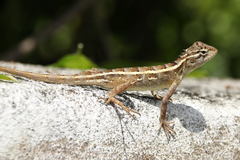 Calotes versicolor
