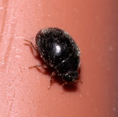 Stethorus pusillus