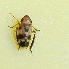 Anoscopus serratulae
