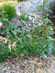 Solanum dulcamara