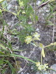 Valerianella carinata