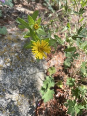 Heterotheca villosa foliosa