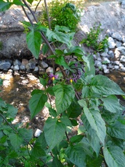 Solanum dulcamara