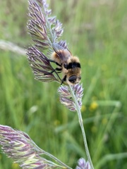 Cephenemyia stimulator