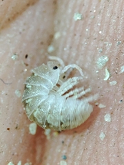 Armadillidium album