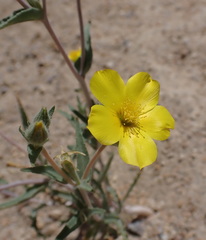 Mentzelia nitens