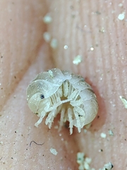 Armadillidium album