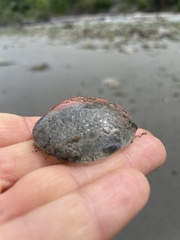 Aequorea victoria