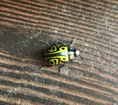 Calligrapha mexicana