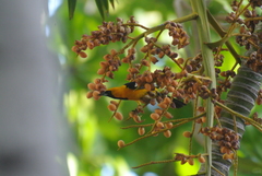 Icterus cucullatus