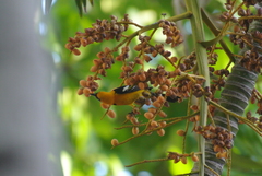 Icterus cucullatus