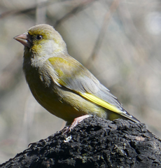 Chloris chloris
