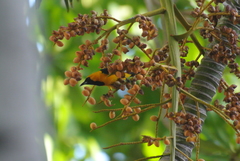 Icterus cucullatus