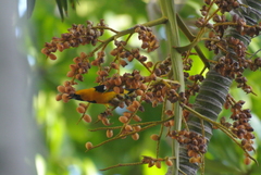 Icterus cucullatus