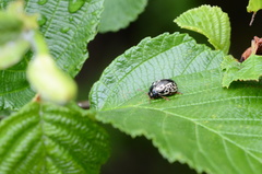 Calligrapha confluens