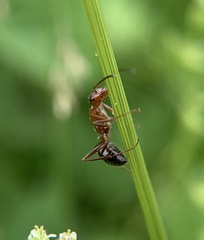 Formica pallidefulva