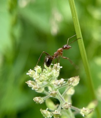 Formica pallidefulva