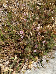 Erodium cicutarium