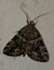 Catocala lineella