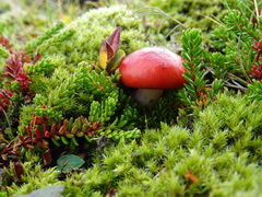 Russula