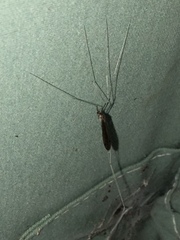 Brachypremna dispellens