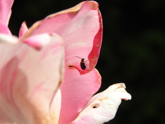 Luperomorpha xanthodera