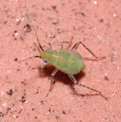 Plagiognathus arbustorum