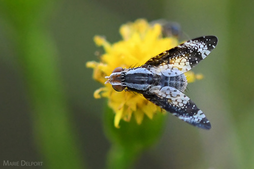 Mesoclanis dubia