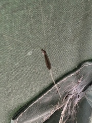 Brachypremna dispellens