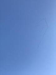 Anser brachyrhynchus