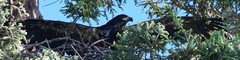 Haliaeetus leucocephalus