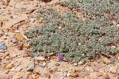 Penstemon thompsoniae thompsoniae