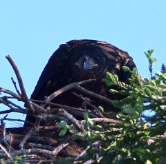 Haliaeetus leucocephalus