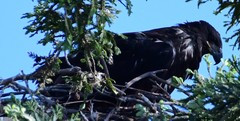 Haliaeetus leucocephalus