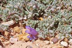 Penstemon thompsoniae thompsoniae