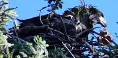 Haliaeetus leucocephalus